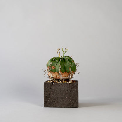 Euphorbia valida ×  GOUJIN POT --KAKU--