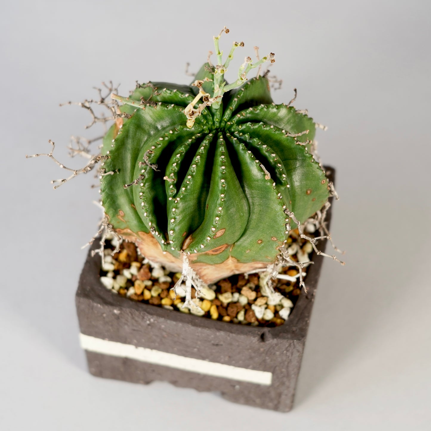 Euphorbia valida ×  GOUJIN POT --KAKU--
