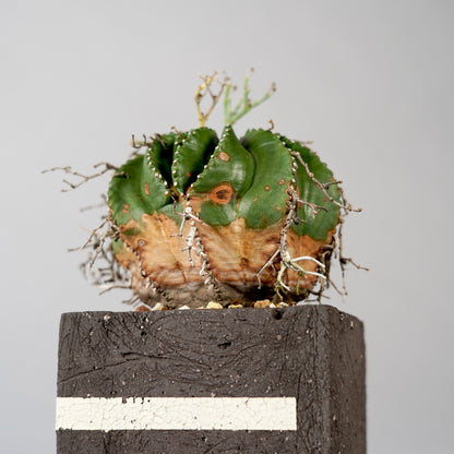Euphorbia valida ×  GOUJIN POT --KAKU--