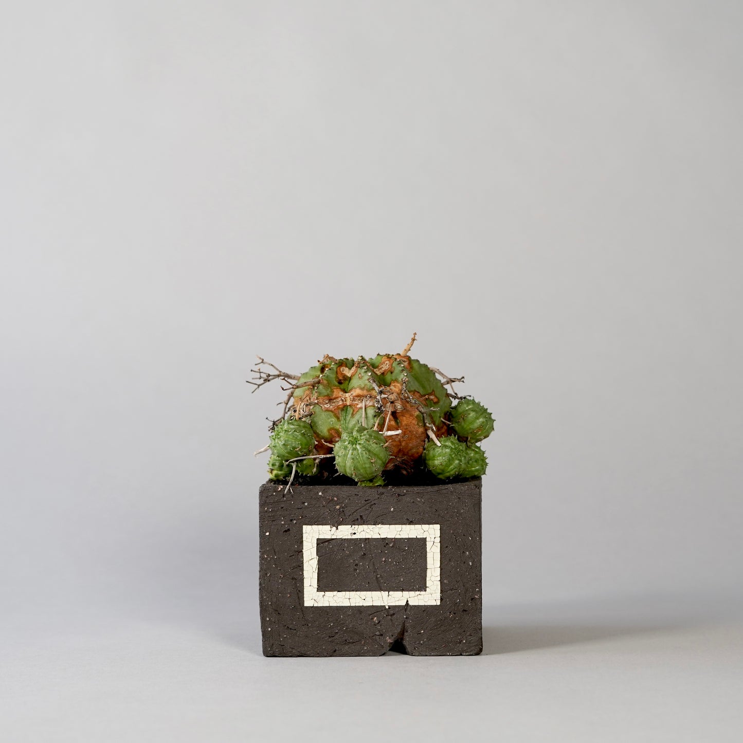Euphorbia valida ×  GOUJIN POT --KAKU--