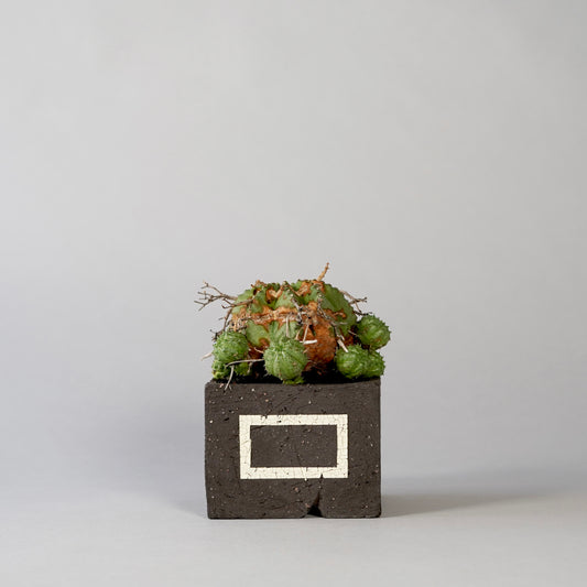 Euphorbia valida ×  GOUJIN POT --KAKU--