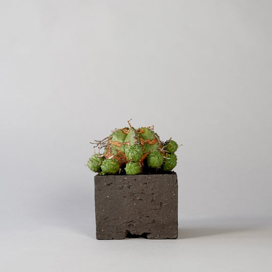 Euphorbia valida ×  GOUJIN POT --KAKU--