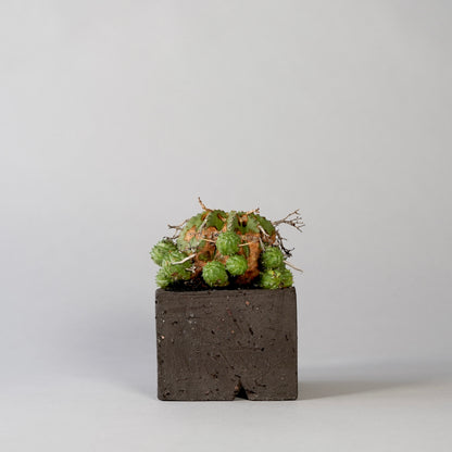 Euphorbia valida ×  GOUJIN POT --KAKU--