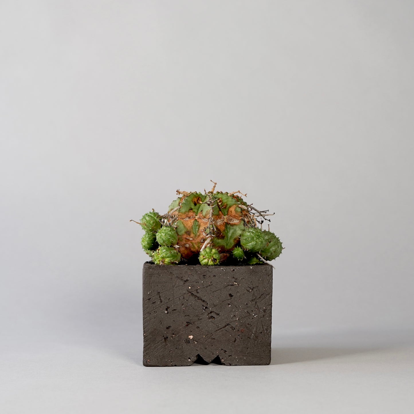 Euphorbia valida ×  GOUJIN POT --KAKU--