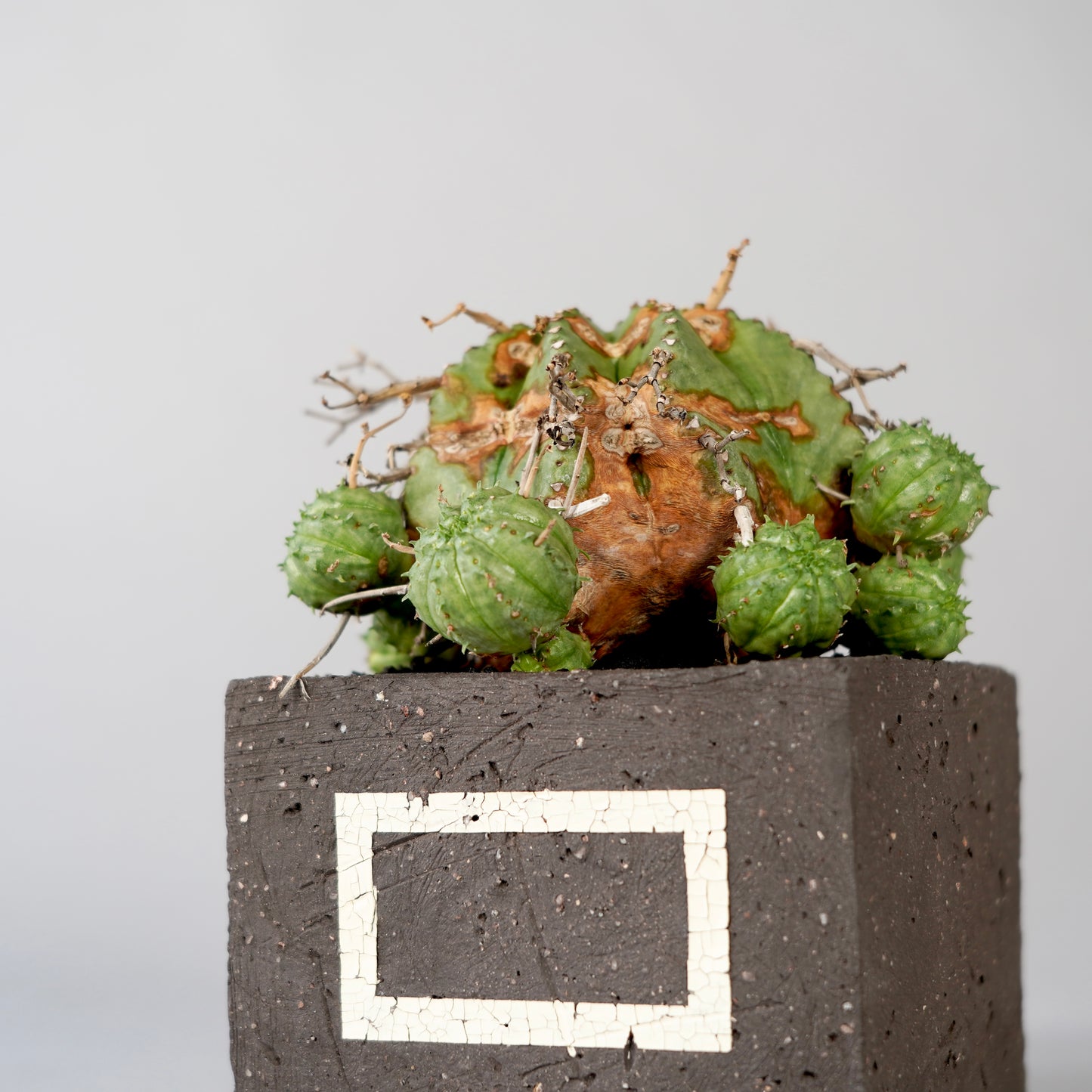 Euphorbia valida ×  GOUJIN POT --KAKU--