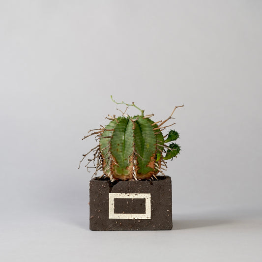 Euphorbia valida ×  GOUJIN POT --KAKU--
