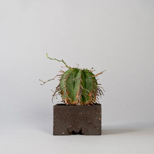 Euphorbia valida ×  GOUJIN POT --KAKU--