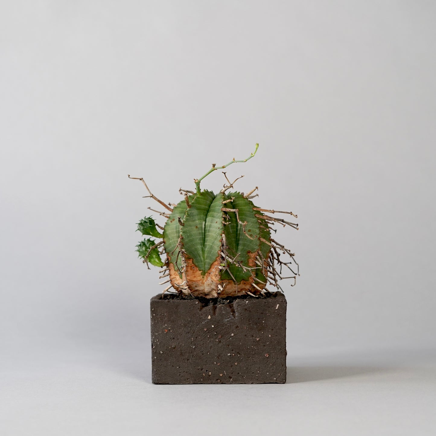 Euphorbia valida ×  GOUJIN POT --KAKU--