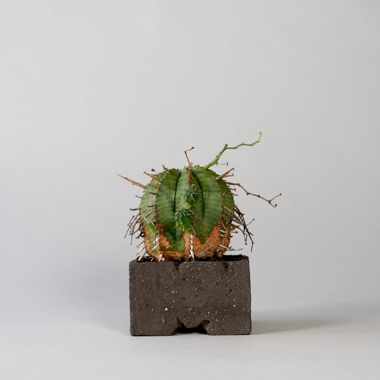 Euphorbia valida ×  GOUJIN POT --KAKU--