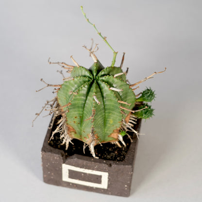 Euphorbia valida ×  GOUJIN POT --KAKU--