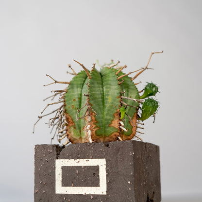 Euphorbia valida ×  GOUJIN POT --KAKU--