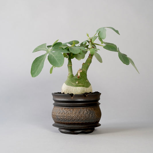 Adenia glauca ×  GOUJIN POT --KUROKIN--