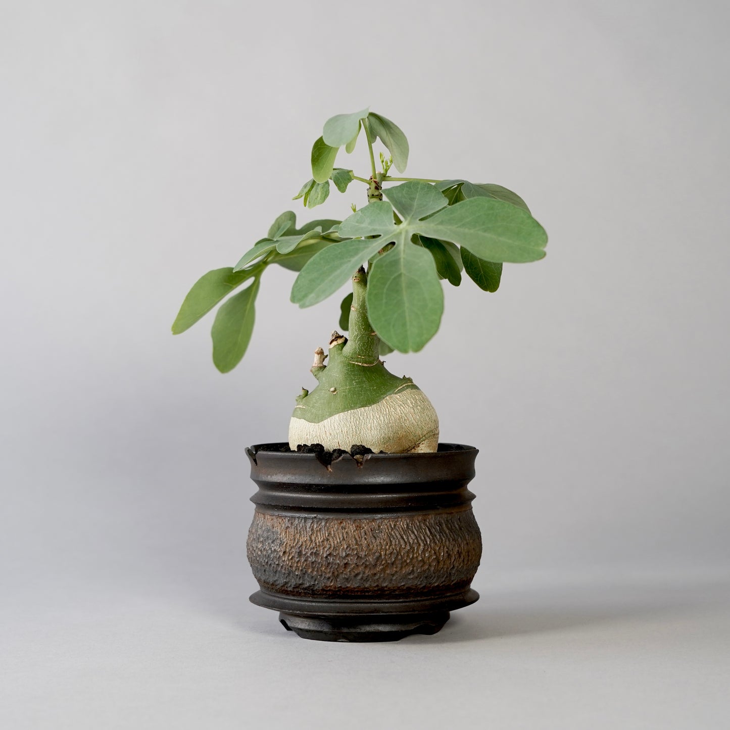 Adenia glauca ×  GOUJIN POT --KUROKIN--