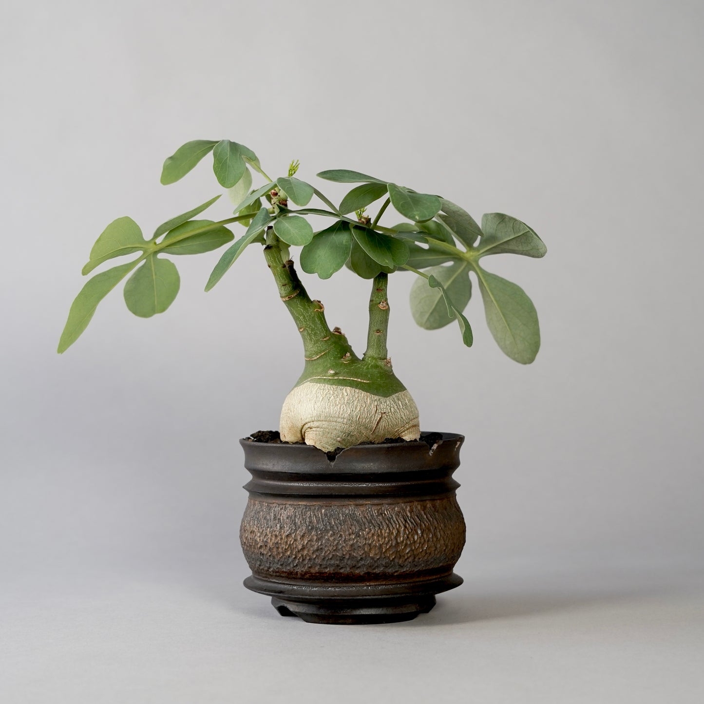 Adenia glauca ×  GOUJIN POT --KUROKIN--