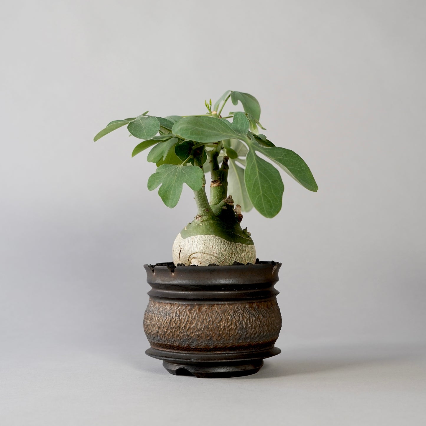 Adenia glauca ×  GOUJIN POT --KUROKIN--