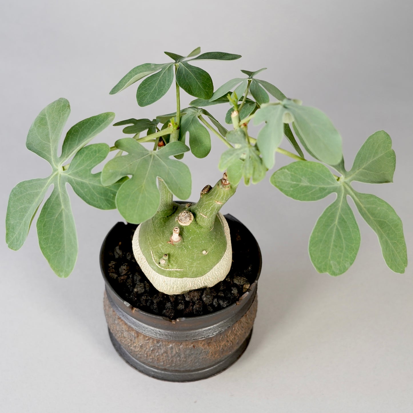 Adenia glauca ×  GOUJIN POT --KUROKIN--