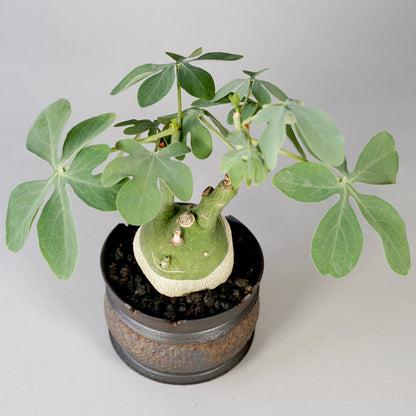 Adenia glauca ×  GOUJIN POT --KUROKIN--