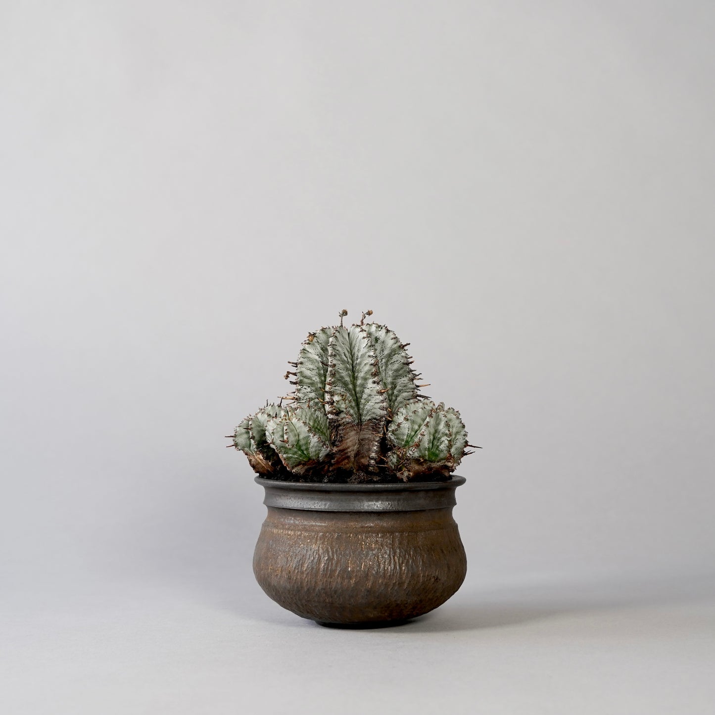 Euphorbia horrida ×  GOUJIN POT --KUROKIN--