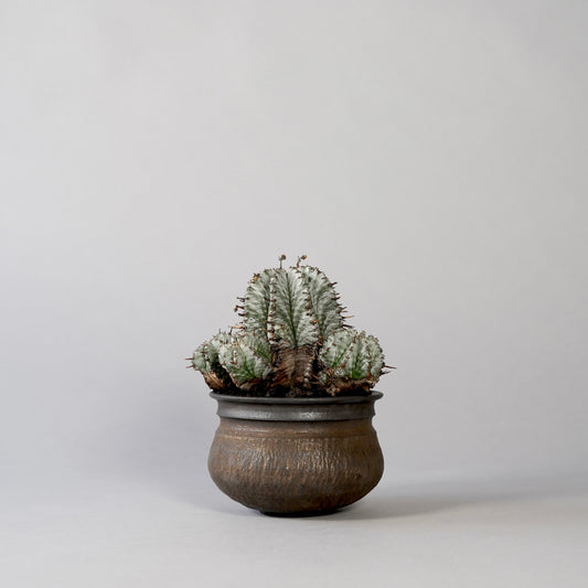 Euphorbia horrida ×  GOUJIN POT --KUROKIN--