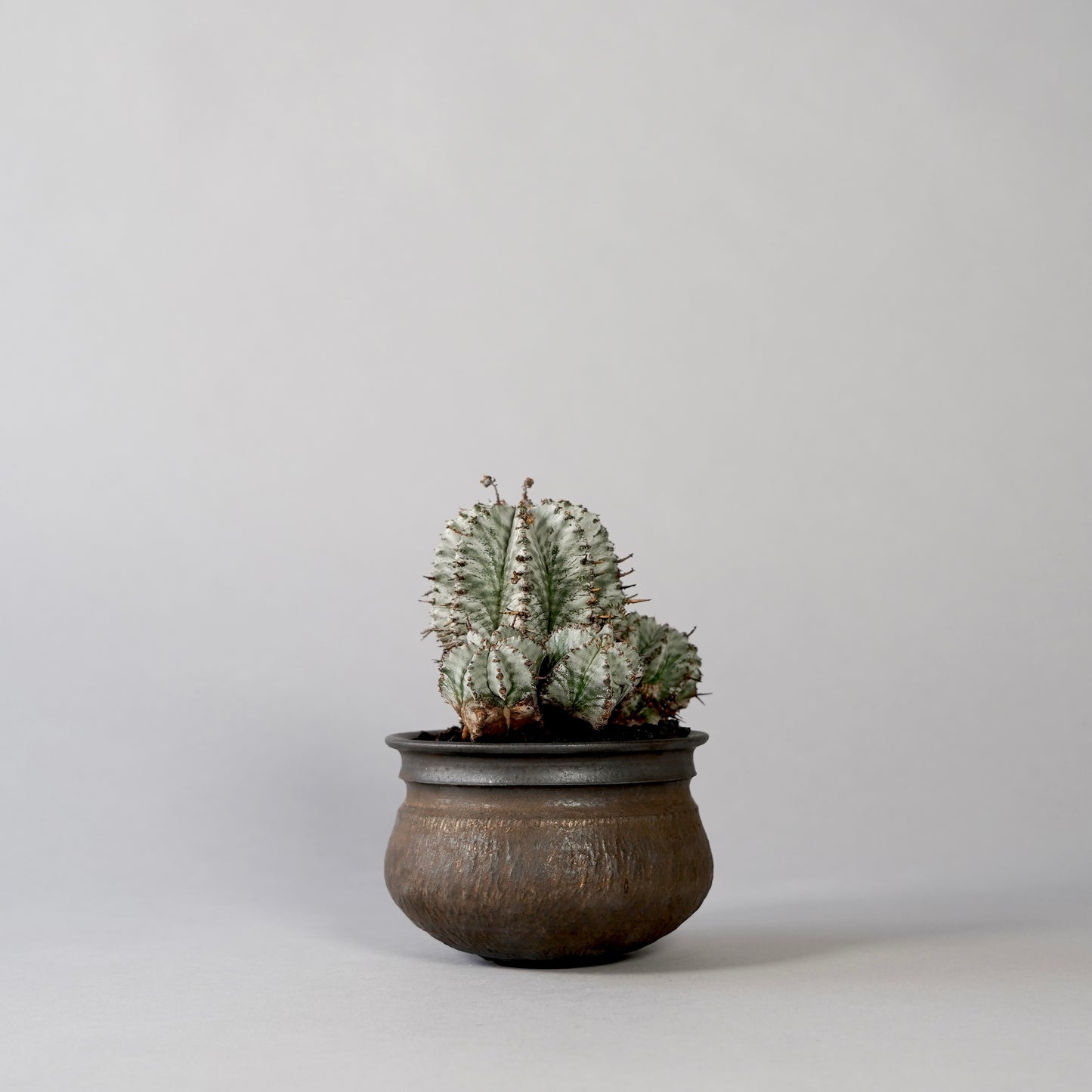 Euphorbia horrida ×  GOUJIN POT --KUROKIN--