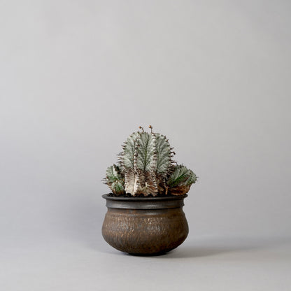 Euphorbia horrida ×  GOUJIN POT --KUROKIN--