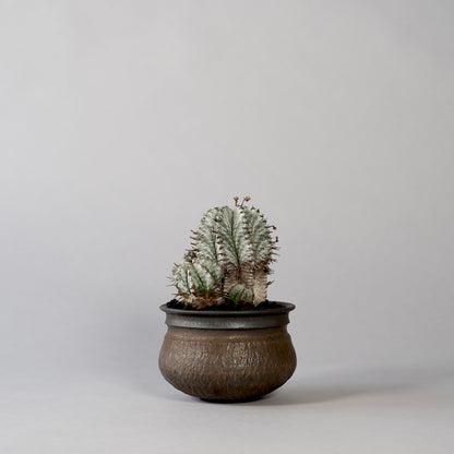 Euphorbia horrida ×  GOUJIN POT --KUROKIN--
