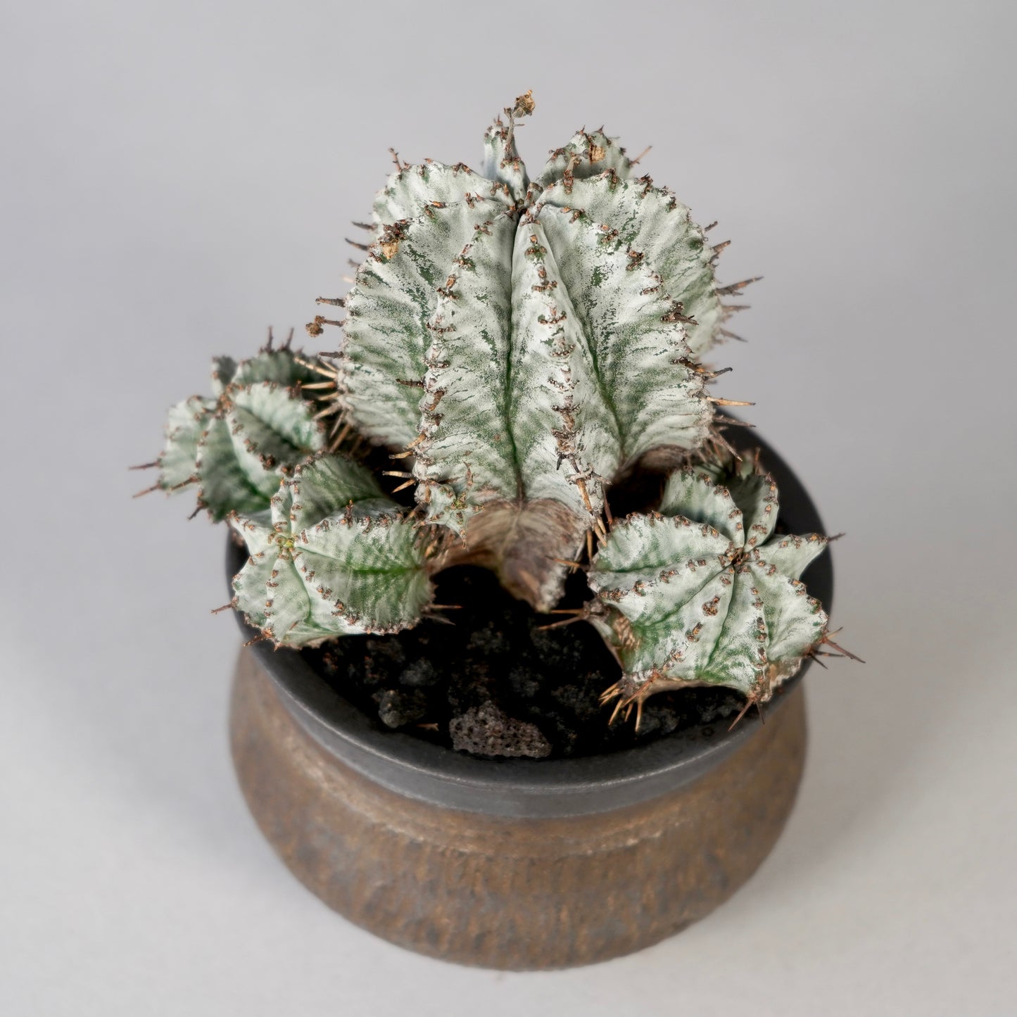 Euphorbia horrida ×  GOUJIN POT --KUROKIN--