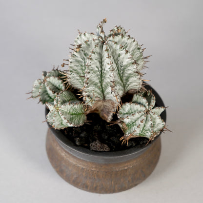 Euphorbia horrida ×  GOUJIN POT --KUROKIN--