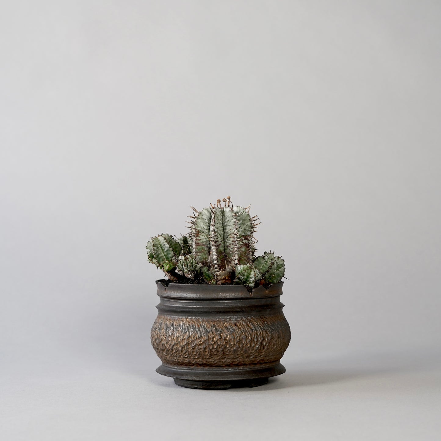 Euphorbia horrida ×  GOUJIN POT --KUROKIN--
