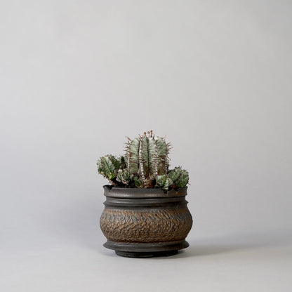 Euphorbia horrida ×  GOUJIN POT --KUROKIN--