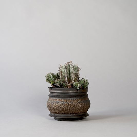 Euphorbia horrida ×  GOUJIN POT --KUROKIN--