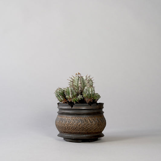 Euphorbia horrida ×  GOUJIN POT --KUROKIN--
