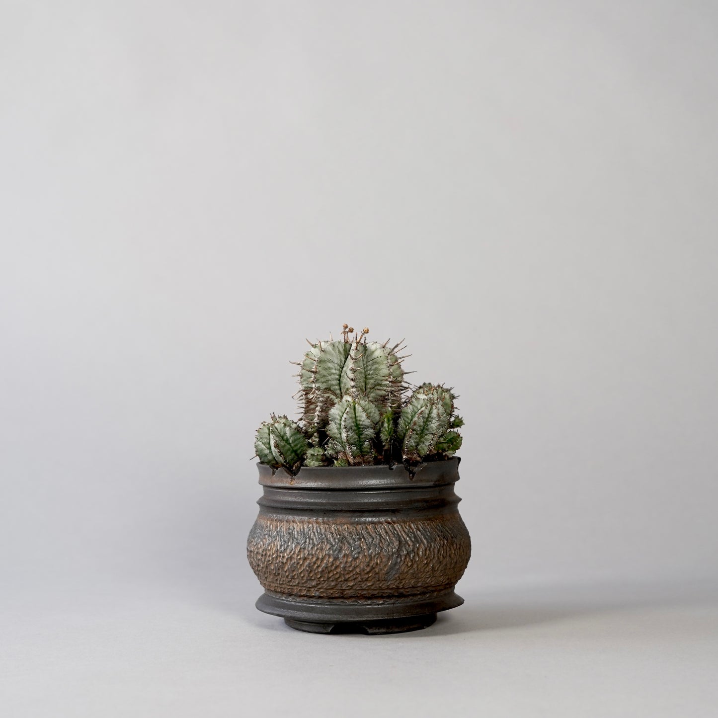 Euphorbia horrida ×  GOUJIN POT --KUROKIN--