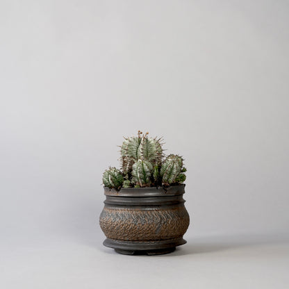 Euphorbia horrida ×  GOUJIN POT --KUROKIN--