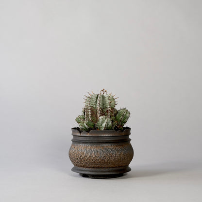 Euphorbia horrida ×  GOUJIN POT --KUROKIN--