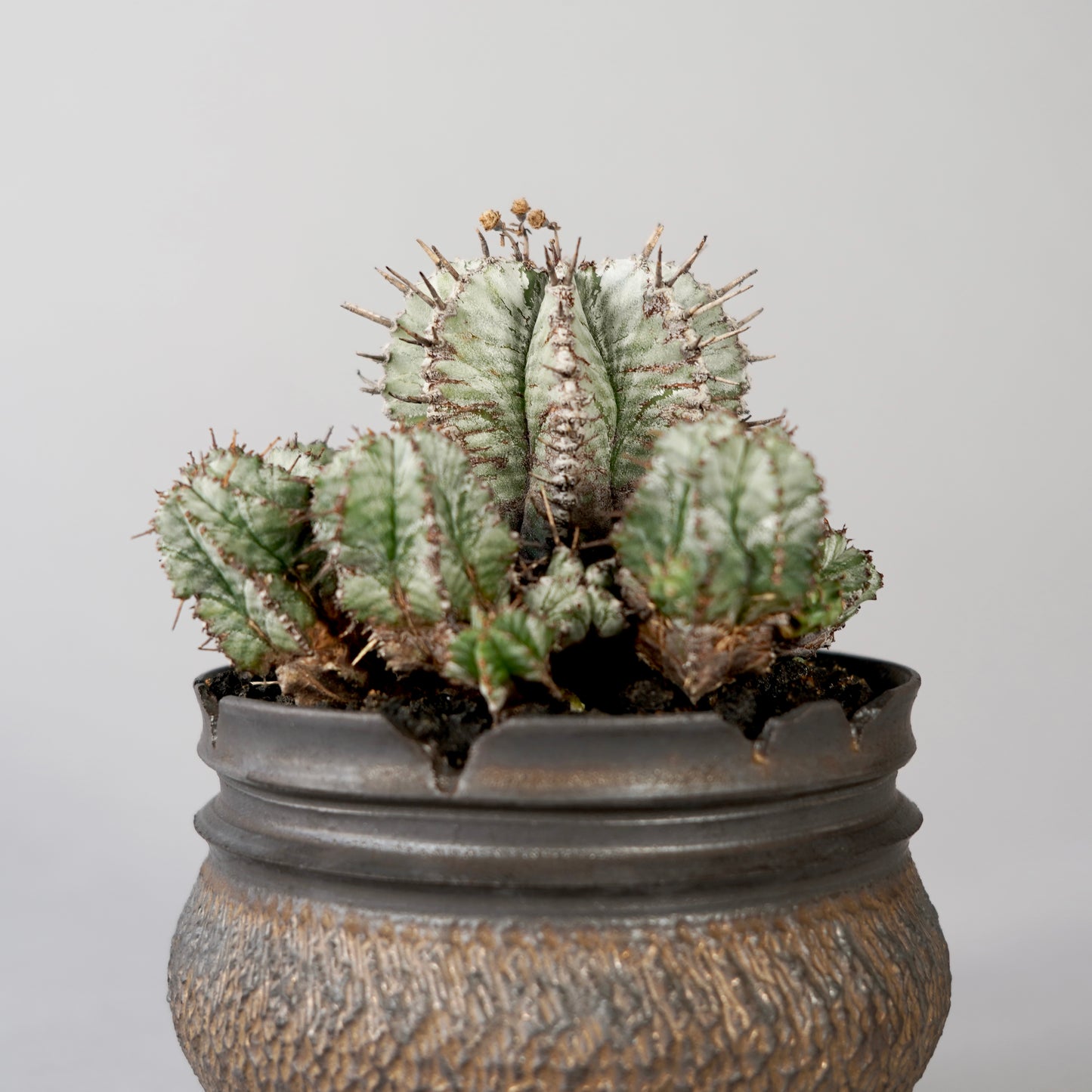 Euphorbia horrida ×  GOUJIN POT --KUROKIN--