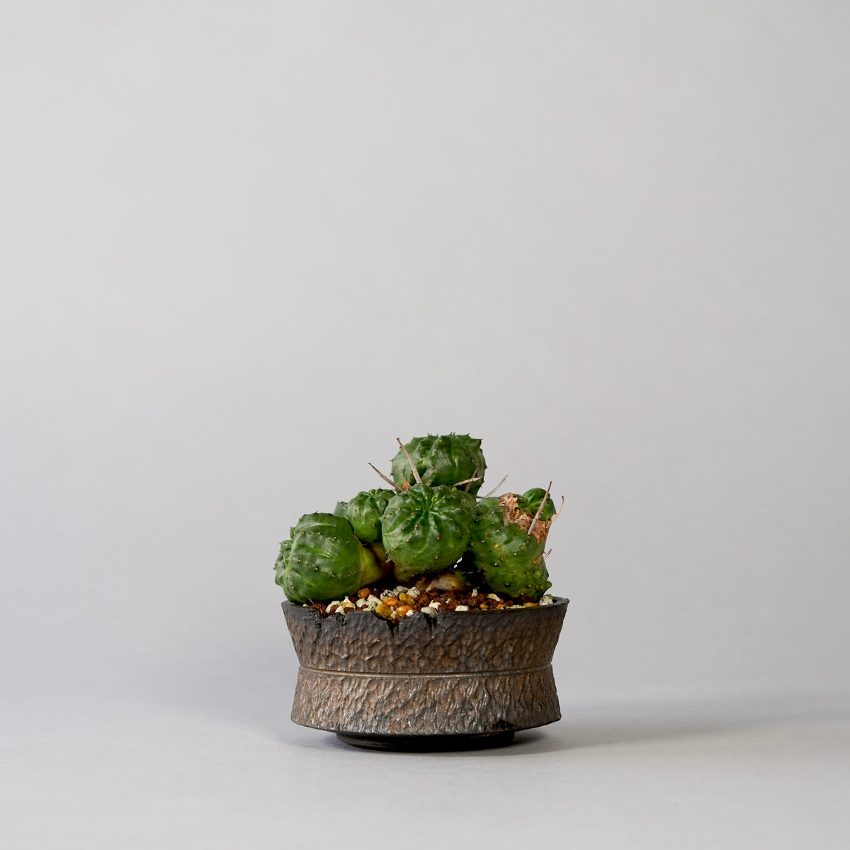 Euphorbia valida × GOUJIN POT --KUROKIN-- – BOTANIZE