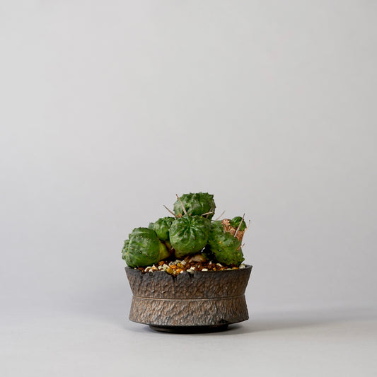 Euphorbia valida ×  GOUJIN POT --KUROKIN--