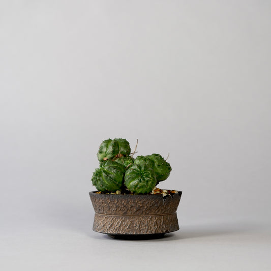 Euphorbia valida ×  GOUJIN POT --KUROKIN--