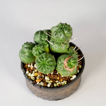 Euphorbia valida ×  GOUJIN POT --KUROKIN--