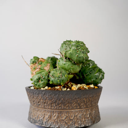 Euphorbia valida ×  GOUJIN POT --KUROKIN--