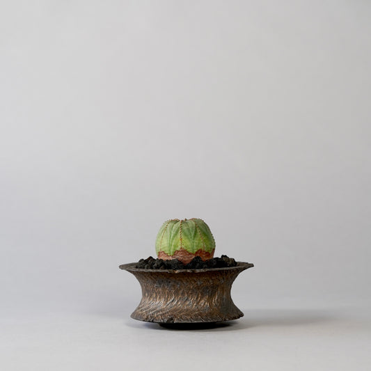 Euphorbia obesa ×  GOUJIN POT --KUROKIN--