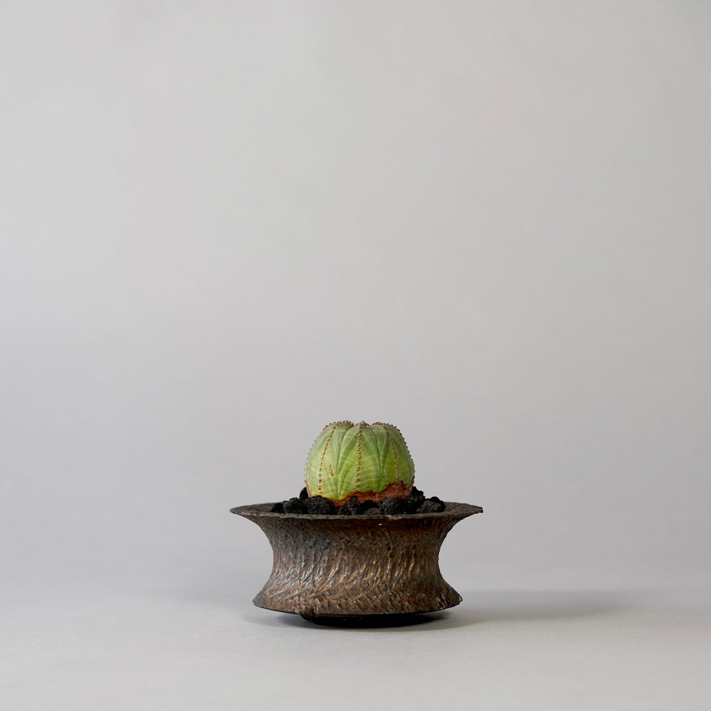 Euphorbia obesa ×  GOUJIN POT --KUROKIN--