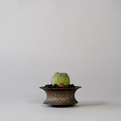 Euphorbia obesa ×  GOUJIN POT --KUROKIN--
