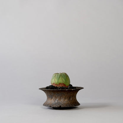 Euphorbia obesa ×  GOUJIN POT --KUROKIN--