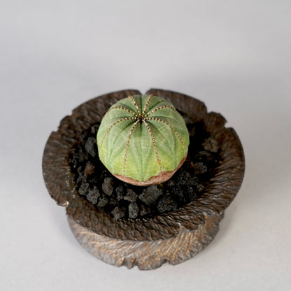 Euphorbia obesa ×  GOUJIN POT --KUROKIN--