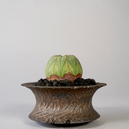 Euphorbia obesa ×  GOUJIN POT --KUROKIN--