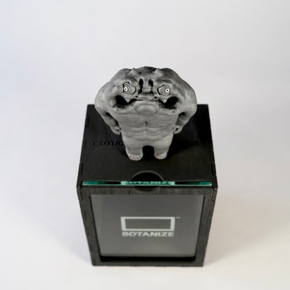 TENDOBOTANICAL 「鬼ん形」