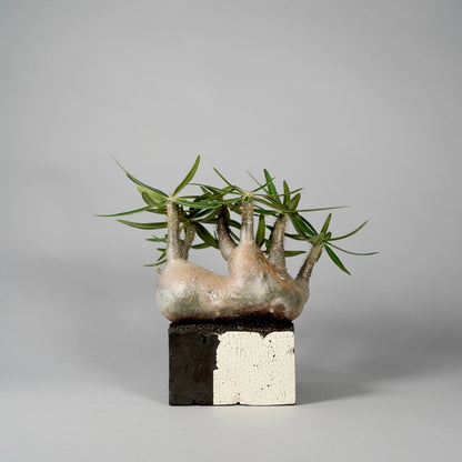 Pachypodium Gracilius ×  GOUJIN POT --KAKU--