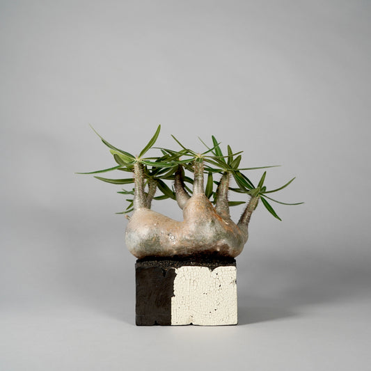 Pachypodium Gracilius ×  GOUJIN POT --KAKU--
